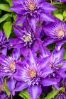 USA, Oregon. Garden in full bloom with close-up image of blue purple clematis Art Print